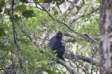 Periyar N.P., Thekkadi_DSC7320_H600